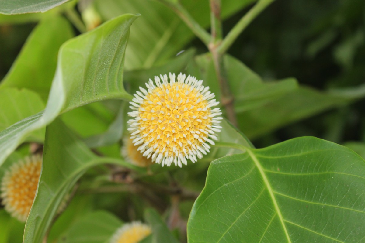 Nauclea orientalis (L.) L.